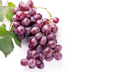 Fototapeta premium Isolated grape stem on white background with space for text