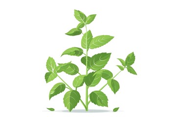 Obraz premium Melissa cooking and medicinal plant vintage hand drawn colored vector illustration isolated on white background. 