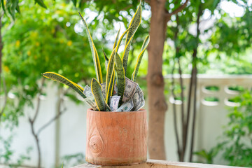 Snake plant and dollar pills .