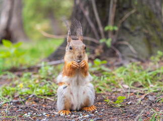 Squirrel eats a nut while sitting in green grass. Eurasian red squirrel, Sciurus vulgaris