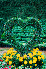 Cutting plants into heart shapes to decorate the garden.