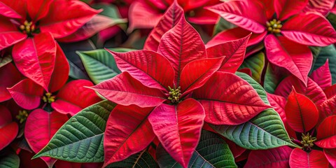 Vibrant close-up of red poinsettia leaves, ideal for holiday-themed projects , poinsettia, red, leaves, plant, Christmas
