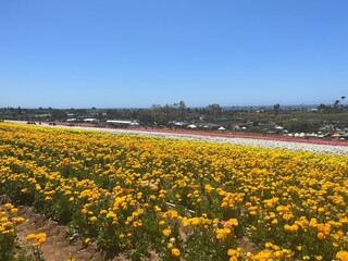 field of tulips