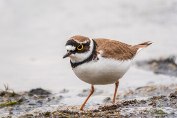 Little ringed plover (Charadrius dubius), bird standing on the lake shore
