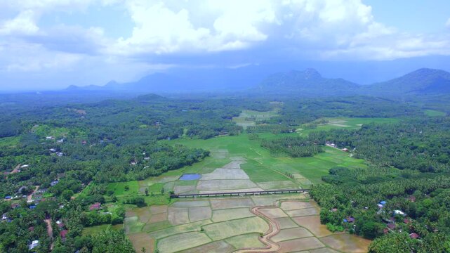 Paddy field or rice field at Kollangode, Palakkad District, Kerala, South India