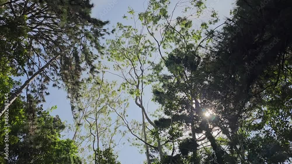 Poster bottom up view of lush green foliage of trees with sunlight. looking up tree branches and leaves blo