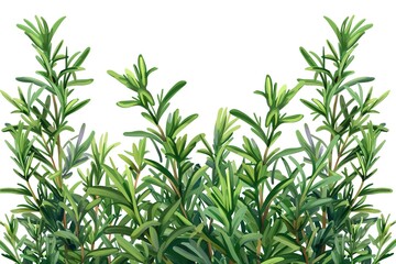 Fototapeta premium fresh sweet marigold twigs isolated on white background, top view