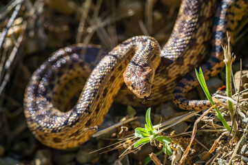 Close-up of Pacific gopher snake (Pituophis catenifer catenifer)