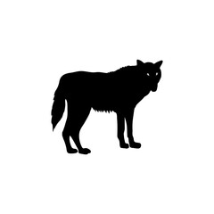 Wolf standing silhouette or vector on white background 
