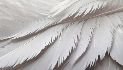 A close up photo of white bird feathers, showing the intricate details and delicate texture