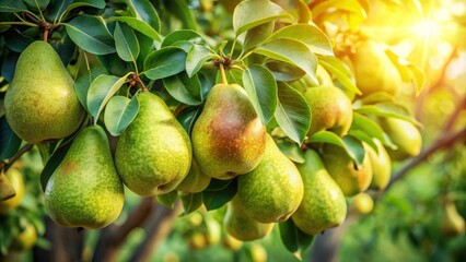 Ripe green pears hang heavily from tree branches, surrounded by lush green leaves, against a soft, natural light background.
