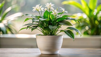 Obraz premium A serene, lush green office plant with white petals and delicate leaves grows elegantly from a pristine white ceramic pot.