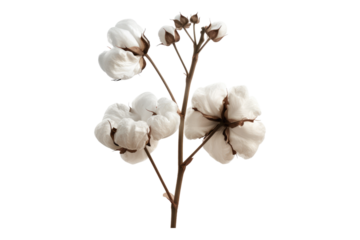 cotton flower isolated on transparent background