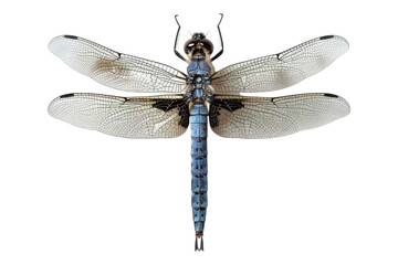Dragonfly isolated on transparent background