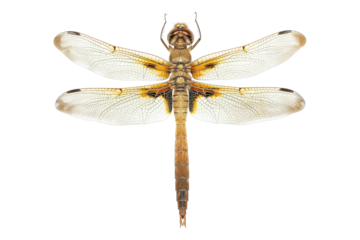 Dragonfly isolated on transparent background