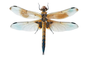 Dragonfly isolated on transparent background