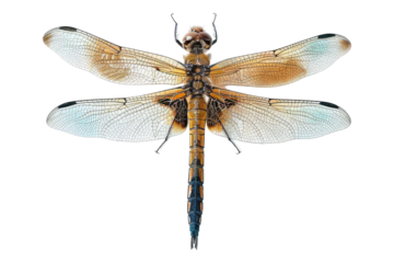 Dragonfly isolated on transparent background