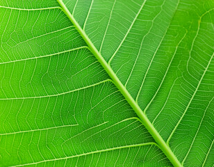 Green texture of tree leaf. Nature background. Nature leaves, green tropical forest, backgound concept