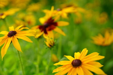 It feels like Autumn is coming. I love Autumn.