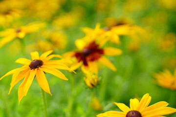 Whatever is in season