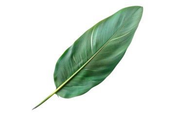 Green feather isolated on transparent background
