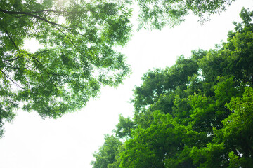 green leaves background