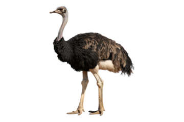 Ostrich isolated on transparent background