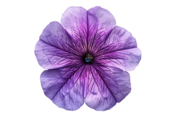 Petunia flower isolated on transparent background
