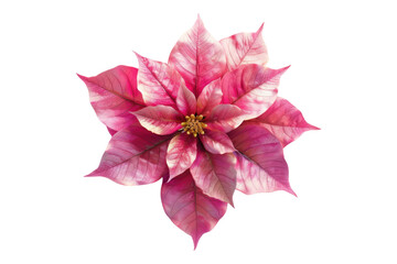 Pink poinsettia isolated on transparent background