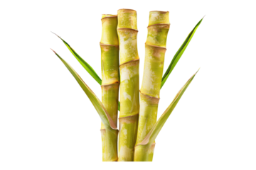 Sugar cane stalk isolated on transparent background