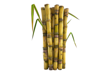 Sugar cane stalk isolated on transparent background