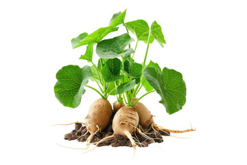 Sweet potatoes shoot with leaves isolated on transparent background
