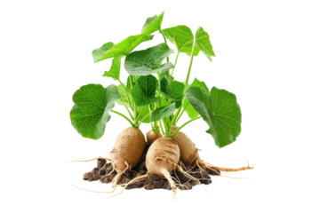 Sweet potatoes shoot with leaves isolated on transparent background