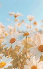 Obraz premium Beautiful photo of a field of daisies under a clear sky, symbolizing simplicity and happiness, Happiness, Daisy field