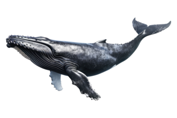 Whale isolated on transparent background