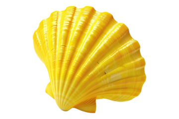 Yellow sea shall isolated on transparent background