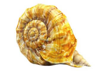 Yellow sea shall isolated on transparent background