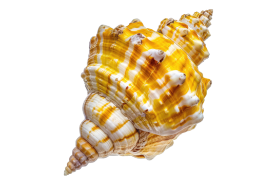 Yellow sea shall isolated on transparent background - Powered by Adobe