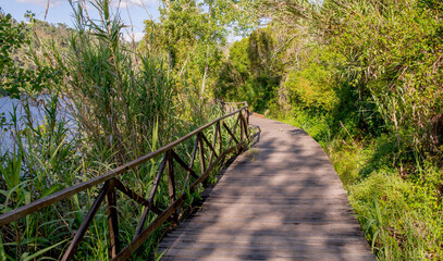 wooden pathway trough a green forest borded by trees  at the edge of water