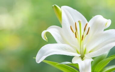 Fototapeta premium Detailed photo of a single white lily, representing purity and inner peace, Peace, White lily