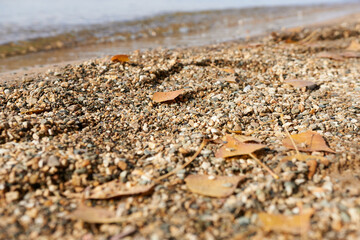Wet pebbles on the beach, closeup of photo