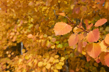 Autumn leaves in the forest, close-up. Autumn background