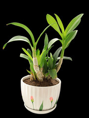 A potted plant