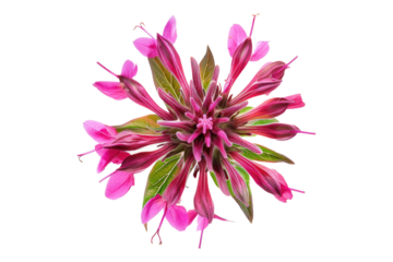 Bee balm flower isolated on transparent background
