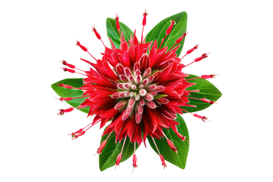 Bee balm flower isolated on transparent background