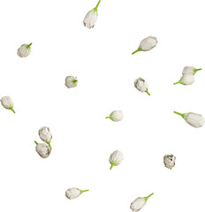 white jasmine flower