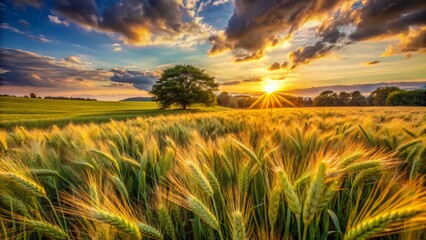 Warm summer sunset casts a golden glow on a lush green field of swaying rye stalks in serene landscape.