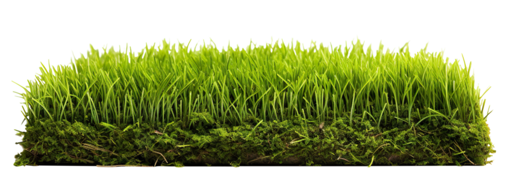 Patch of fresh green lawn grass, cut out