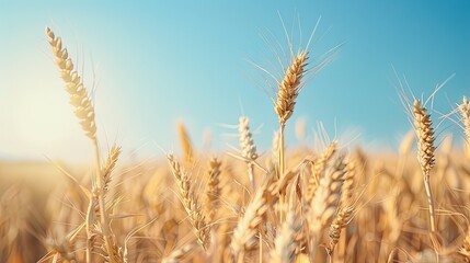 Fototapeta premium Photorealistic Summer Wheat Fields | Summer Background | Photorealistic