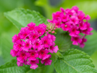 鮮やかな赤紫のランタナ